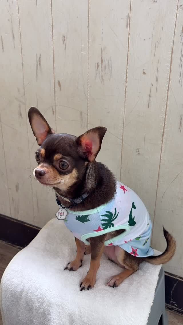 🐾

舌がでちゃう爽健くん🤭

🐾
#犬の幼稚園deepdog 
#チワワ
#ベック
#したぺろ犬