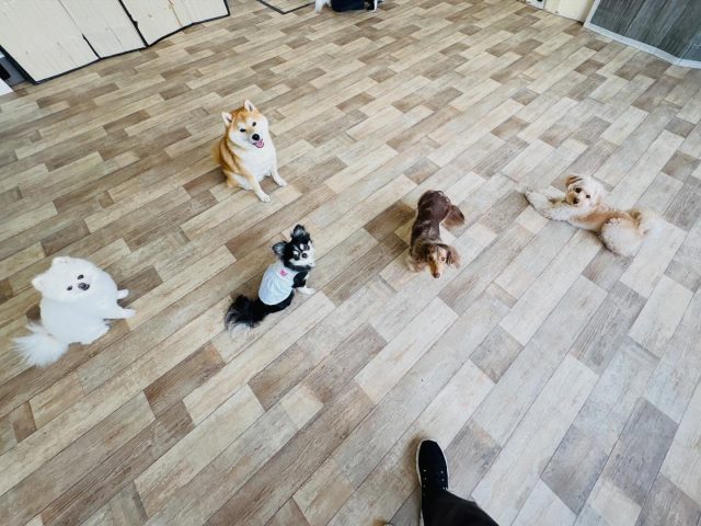 🐾

無理のない距離感でお勉強です👌

🐾
#犬の幼稚園deepdog 
#ポメラニアン
#チワワ
#柴
#ダックス