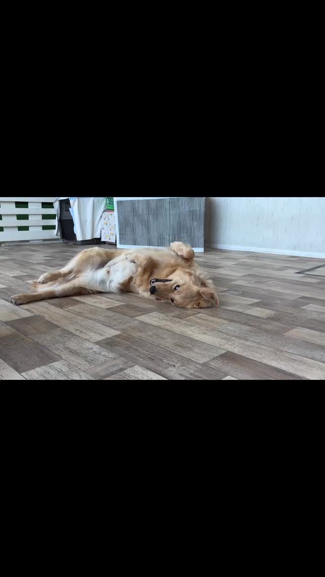 🐾

今日も平和なプレイタイム💕

🐾

#犬の幼稚園deepdog 
#プレイタイム
#柴
#mix