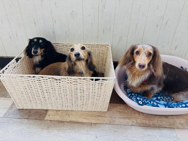 🐾

今日のダックスさん🫶

🐾
#犬の幼稚園deepdog 
#プレイタイム
#ダックス
#はこ