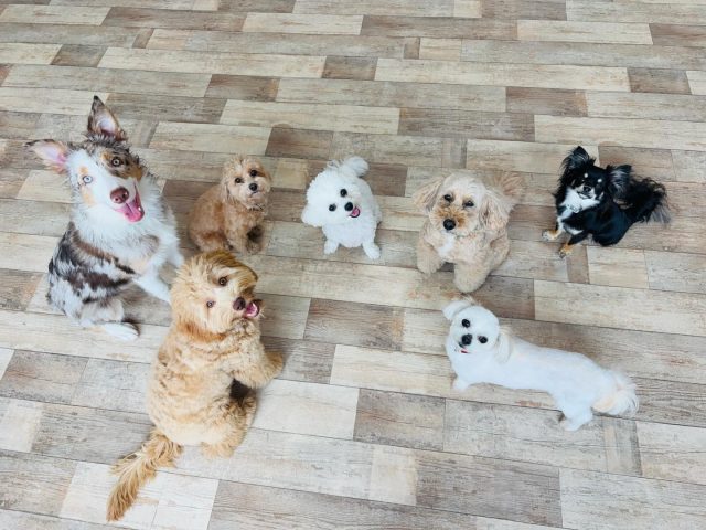 🐾

ハイチーズ！でみんな注目📸

🐾
#犬の幼稚園deepdog 
#プレイタイム
#お勉強タイム