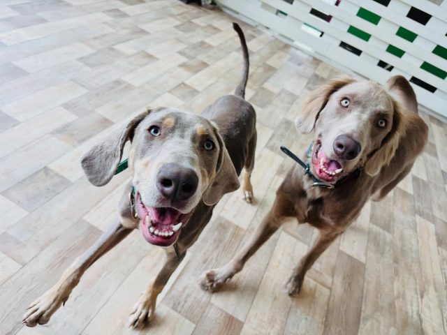 🐾

プレイタイム満喫中💕

🐾
#犬の幼稚園deepdog 
#いぬのようちえん
#ワイマラナー
#ワイマラナー兄弟
#ニコニコ