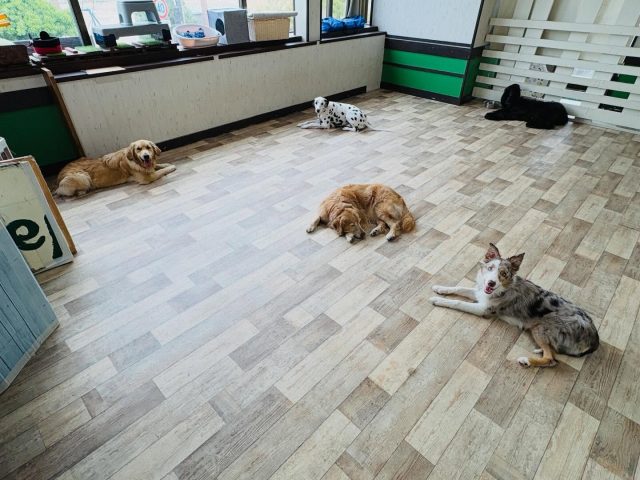 🐾

穏やかなプレイタイム♪
中にはウトウトする子も…🤭

🐾
#犬の幼稚園deepdog 
#ボーダーコリー
#ゴールデンレトリバー
#アフガンハウンド