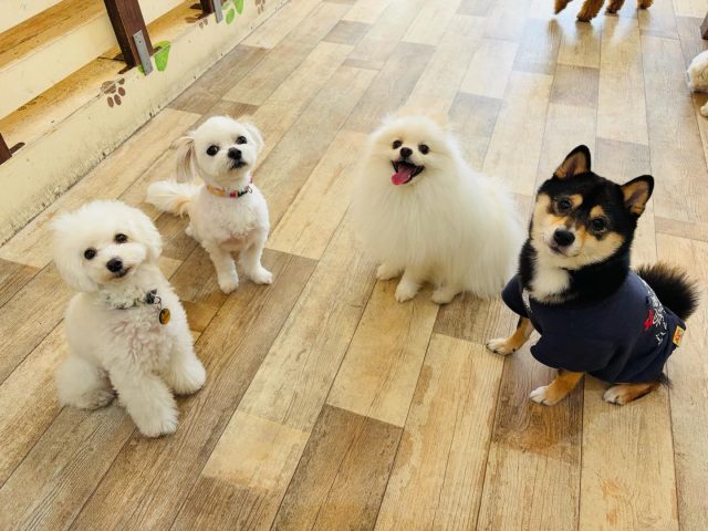 🐾

今日の幼稚園🍀

🐾
#犬の幼稚園deepdog 
#プレイタイム
#お勉強タイム