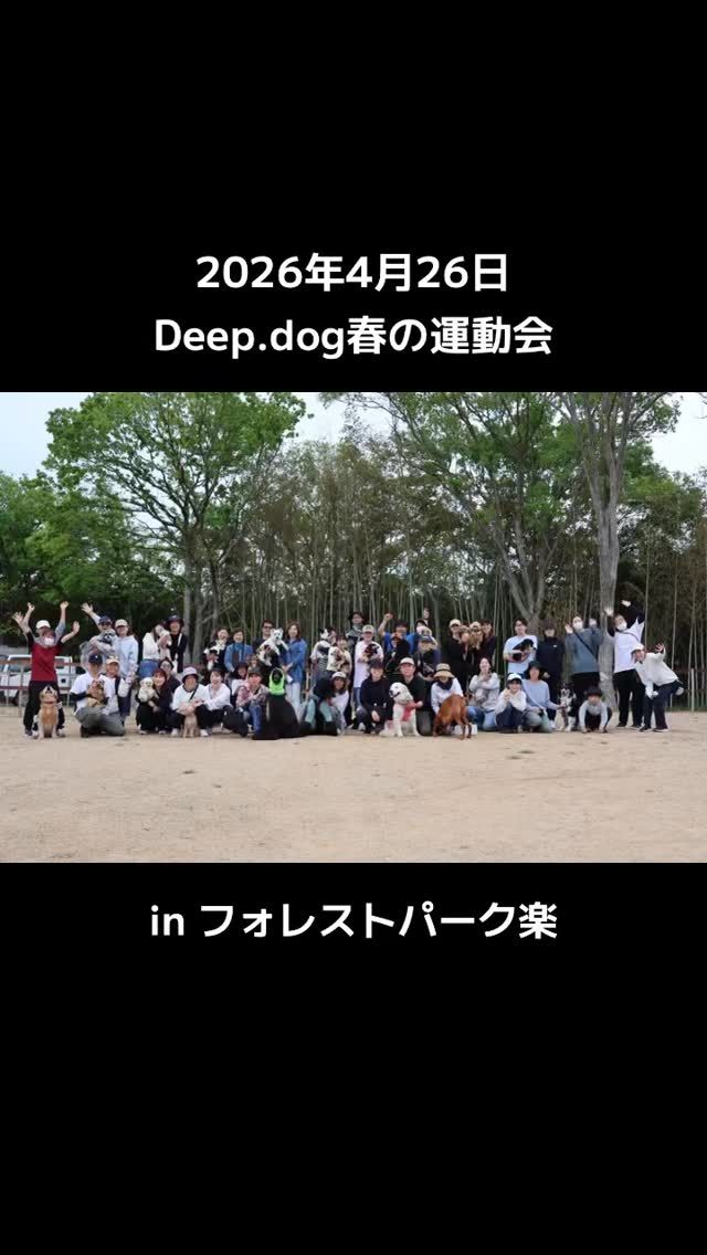 ・

日曜日はDeep.dog初の運動会✨

前日まで雨を心配していましたが、午前中は暑いくらいの晴天にも恵まれた運動会でした☀️

Deep.dog史上1番大規模なイベントとなりましたが、マナーの良い飼い主さんと、穏やかな幼稚園生たちのお陰で無事に終了することができました！
ご参加くださった皆様、ありがとうございました✨

そして、素敵な場所を使わせていただいた
@forestpark.raku 様、イベント中も細やかな心遣いをありがとうございました🍀
幼稚園生達がお邪魔することがあるかと思います。
よろしくお願いいたします☺️

ーーーーーーーーーー

さて、犬達が自由に楽しく遊ぶ姿、一生懸命走る姿などはとても可愛いく癒されますが、「犬と繋がる」素晴らしさをもっと感じて欲しいと常々思っております。

次のイベントは8/23（日）に「トリックトレイル」を予定しています🚃
（トリックトレイルとは、基礎課目やトリックをこなしながらすごろくのように次のマスへ進んでいくDeep.dogのオリジナル競技です）

おやつに頼らずに飼い主さん自身の魅力で愛犬さんの気持ちを勝ち取りましょう。
本番の順位にこだわることはだけが重要ではなく、本番に挑むまでの毎日がとても大切な時間となります。

足元からキラキラした目で見上げてくれる愛犬さんの顔を想像してみてください。

ほら！
可愛い💕

「トリックトレイル」に向けてのレッスン（コミュトレ）でサポートさせていただきます💪
詳細、参加募集の告知まで、今しばらくお待ちください✨

#犬の幼稚園 #犬の幼稚園deepdog