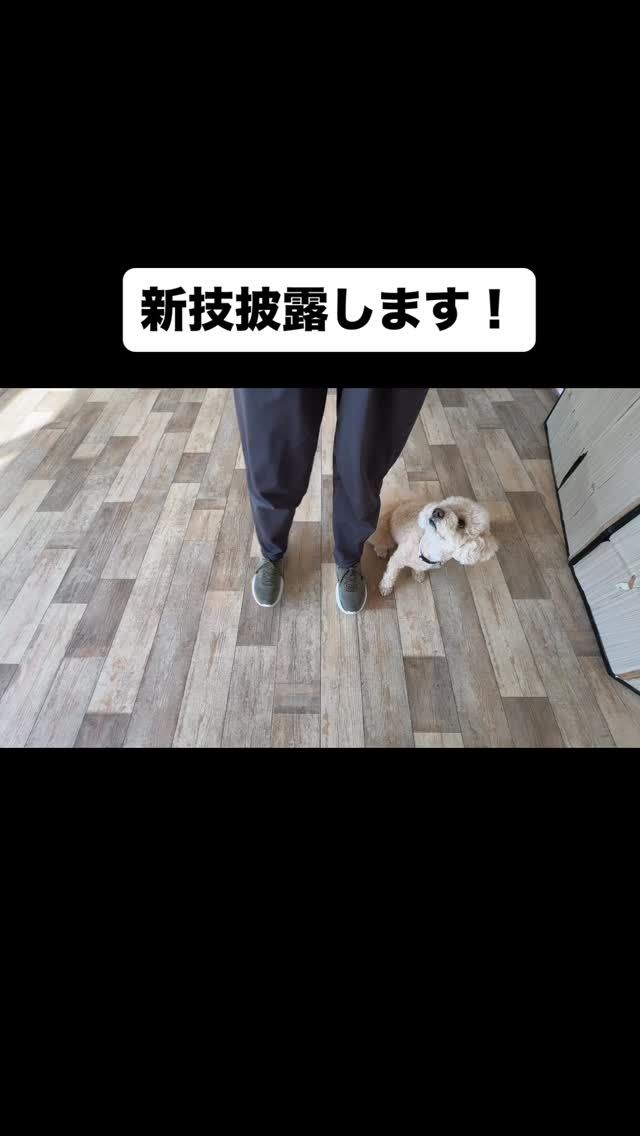 🐾

カッコ良すぎる新技✨

🐾
#犬の幼稚園deepdog 
#ビションプー
#ドッグトリック
#トリック大好き