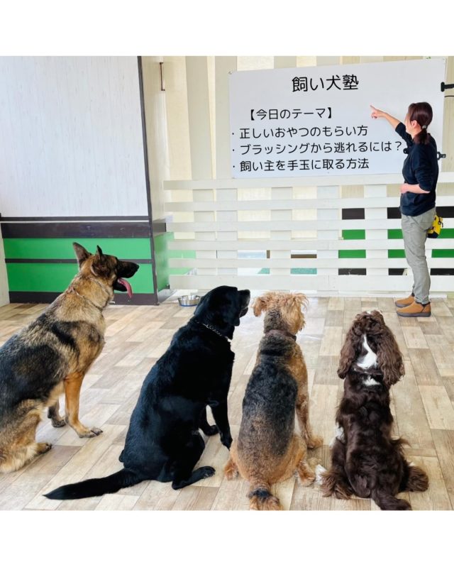 ・

日本初！飼い犬塾🐶

#犬の幼稚園 #犬の幼稚園deepdog