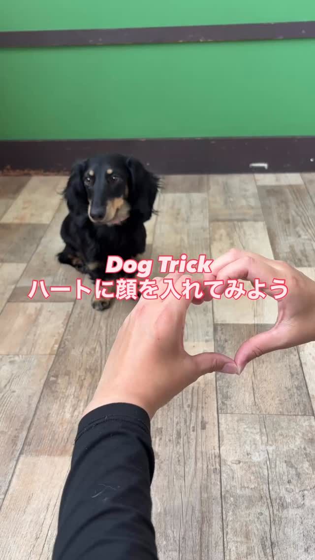 🐾

きゅんです🫰🏻

🐾
#犬の幼稚園deepdog 
#ダックスフンド
#ドッグトリック
#ハート