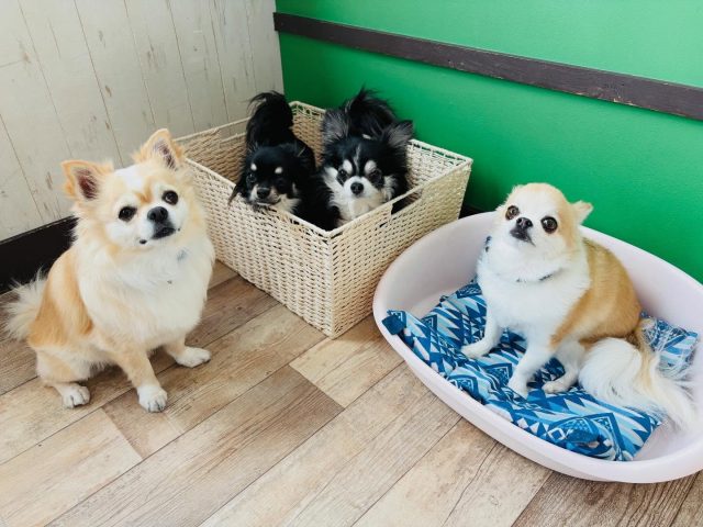 🐾

本日のちわわーず🐶
角度が変わってもキリッ！

🐾
#犬の幼稚園deepdog 
#いぬすたぐらむ
#チワワ