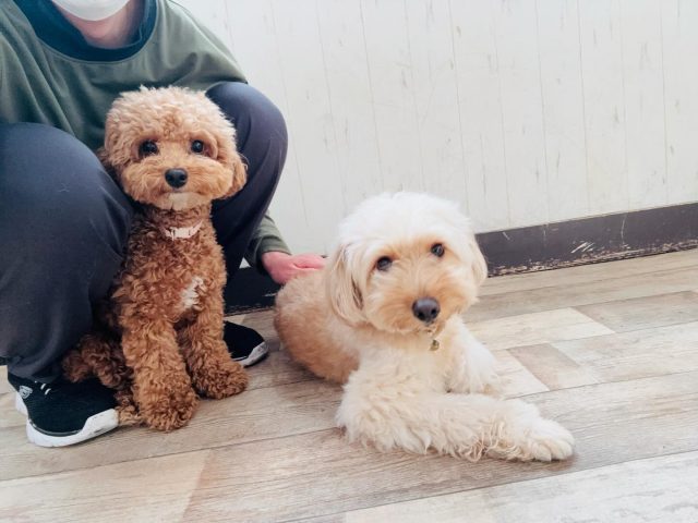 🐾

穏やかな寛ぎタイム♪

🐾
#犬の幼稚園deepdog 
#プードル
#ポメプー
#mix