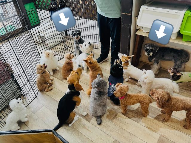 ・

シュナウザーさーん、
先生に注目してくださーい！

#犬の幼稚園 #犬の幼稚園deepdog #ミニチュアシュナウザー