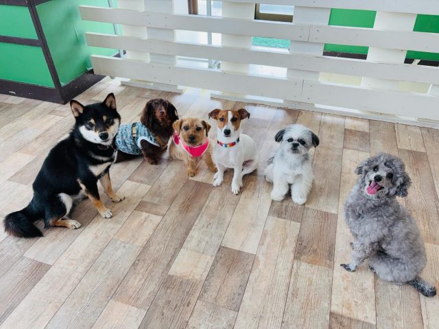 🐾

午前中から遊び・お勉強に大忙し♪
今日も1日お疲れ様でした✨

🐾
#犬の幼稚園deepdog 
#いぬのようちえん
#優等生