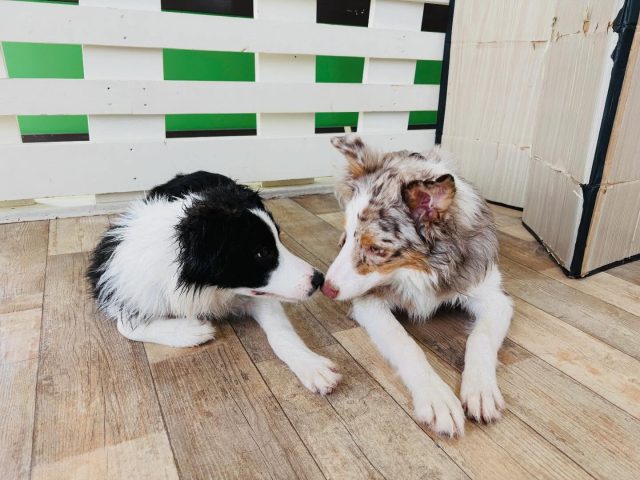 🐾

本日のボーダーズ✨
同年代の仲良しさんです😊

🐾
#犬の幼稚園
#犬の幼稚園deepdog 
#ボーダーコリー
#仲良し