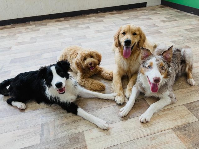 🐾

よーく見てみると…
ワンプロチームは体が濡れてます🤣

🐾
#犬の幼稚園deepdog 
#ボーダーコリー
#ゴールデンレトリバー
#ドゥードゥル
#元気チーム