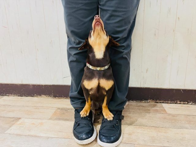 🐾

センター中もキリッと✨
真上から見ると表情が違って見えて可愛い🥰

🐾
#犬の幼稚園deepdog 
#いぬのようちえん
#チワックス
#センター大好き