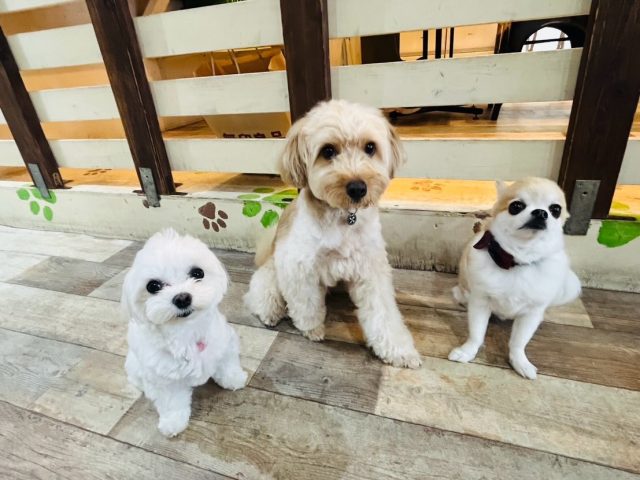 🐾

日曜日の登園生も元気いっぱいです🥰

🐾
#犬の幼稚園deepdog 
#いぬのようちえん
#お利口さんでした💮