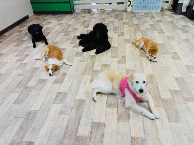 🐾

みんなでのんびりお迎え待ち中🌱

🐾
#犬の幼稚園deepdog 
#スタンプー
#ボーダーコリー
#柴
#レトリーバー