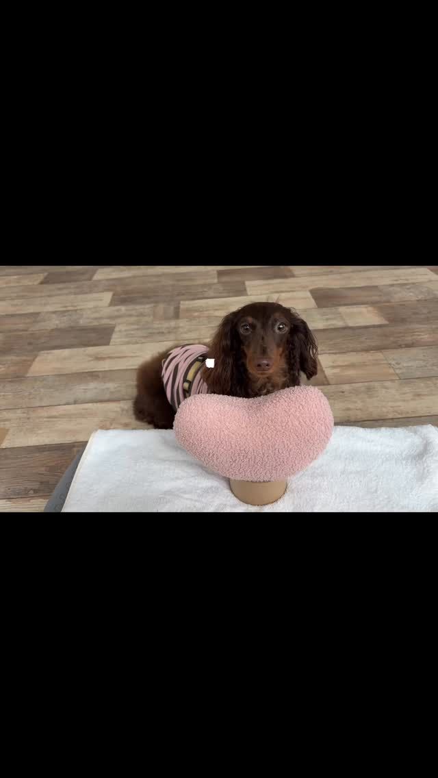 🐾

トリック大好きViViちゃんの練習時間💕

🐾
#犬の幼稚園deepdog 
#いぬのようちえん
#ダックス
#お家練習も頑張ってくれています！