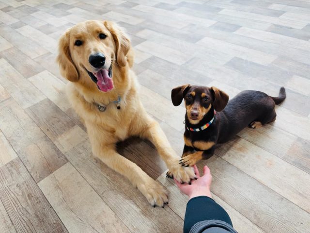 🐾

「これからもよろしくね」の同盟結成🤝

🐾
#犬の幼稚園deepdog 
#チワックス
#ドゥードゥル×ゴールデン
#握手