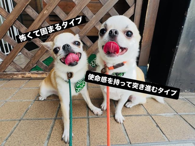 ・

飼い主さんからのご要望により、登園中にお散歩レッスン。

固まるタイプ（拒否チワ）と突き進むタイプ（吠えチワ）の多頭飼いのご家族です。

目に見える行動は全く逆に見えますが、この子たちの奥底にある心理は同じ。

「怖い」
「分からない」
「嫌だ」

の、ネガティブモードです。
ここで大切なのは、

「勘違い」

しているということ。

犬たちの勘違いは人が正してあげましょう。

この2頭には違うアプローチが必要です。
でも、現状で飼い主さんに全振りをするのは、難易度が高い。

登園中にこの子たちの勘違いを正し、「世の中は警戒するものではなかった」という経験をしてもらいます。

拒否チワさんには、冷静に周りを観察できる時間を作り、前に進めるようにサポート。
歩けたらしっかり褒めます。
褒めるというより、一緒に喜ぶイメージ。

吠えチワさんには、「その仕事をする必要がないから、横を歩いておきなさい」と伝える。
落ち着いて歩けたら、「そうしてくれると助かる！ありがとう💕」と伝える。
（サポートの仕方やリードの使い方は、犬それぞれです）

これでお散歩の問題がなくなったわけではありません。
後は、飼い主さんにどう引き継ぐか。
飼い主さんがどれくらい頑張ってくれるか。
ここが1番大切な課題です。

飼い主さんからしっかり愛情をもらっている犬は、意思疎通がしやすく、こちらの意図を理解してくれるのも早いです。
2頭のチワワさんも人を疑う心を持っていないので、こちらの意図を素直に受け入れてくれました☺️

初めてのお散歩練習を頑張ってくれたチワワさんのお話でした✨

#犬の幼稚園 #犬の幼稚園deepdog #チワワ