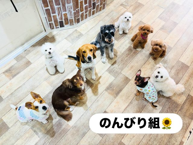 🐾

今日の幼稚園🍀
のんびり組と元気組でそれぞれお勉強です✏️

🐾
#犬の幼稚園deepdog 
#いぬのようちえん
#プレイタイム