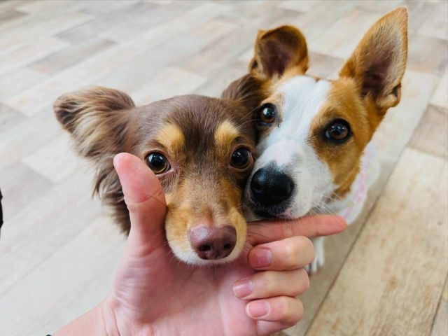 🐾

頬を寄せて息ぴったり！
キメ顔も忘れていません😊💕

🐾
#犬の幼稚園deepdog 
#ジャックラッセルテリア
#チワックス
#あご