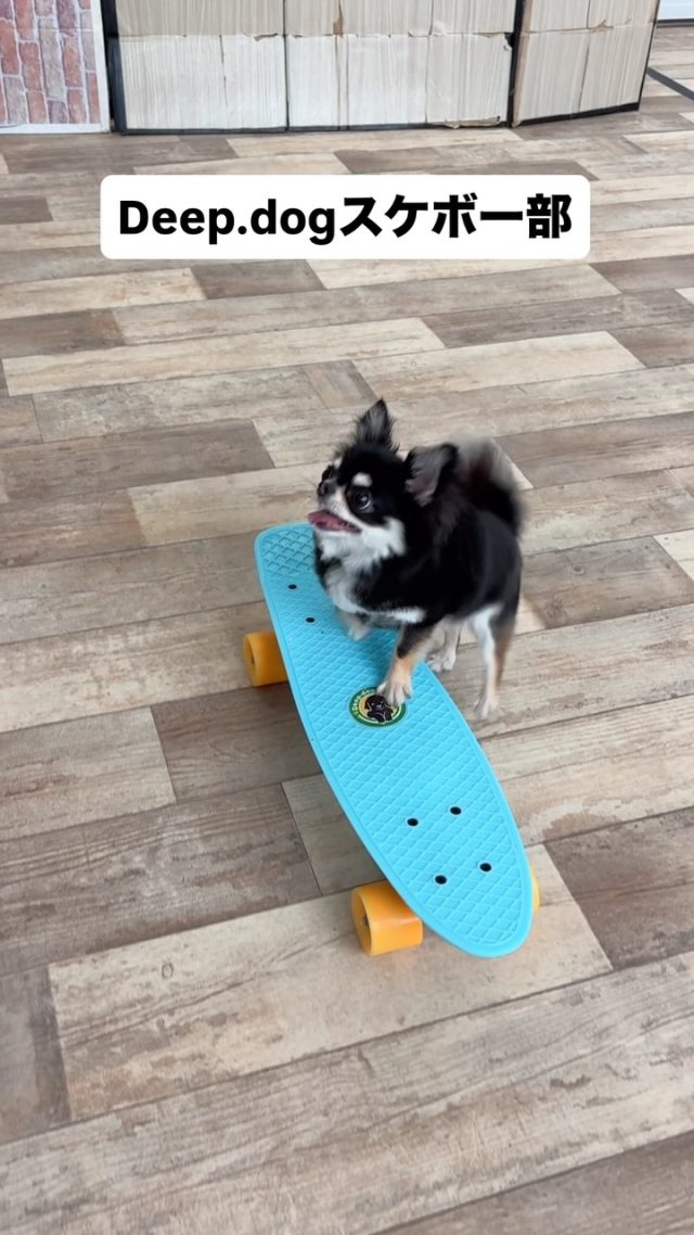 🐾

スケボー全力部のすずちゃん☺️
とっても楽しそうに取り組んでくれています🛹💨

🐾
#犬の幼稚園deepdog 
#いぬのようちえん
#スケボー部
#チワワ