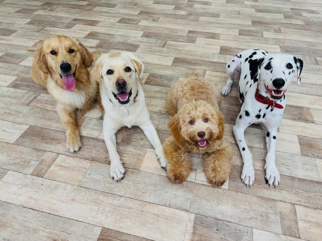 🐾

今日の元気チームと小さい子チーム🍀

🐾
#犬の幼稚園deepdog 
#いぬのようちえん
#大きい子組
#小さい子組