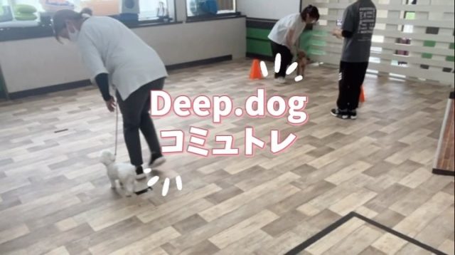 本日もコミュトレご参加ありがとうございました🐾

⁡トレーナーとのマンツーマンのレッスン🐶
トリックトレイルに向けての練習だけでなく
「散歩の引っ張り癖を直したい」などの日々の生活での課題についてのご相談、なんでもOKです！
⁡
★7/26(日)
★8/9(日)
残り僅かですが、まだ空き枠あります💡
お気軽にお問い合わせください🐶
⁡
ご予約お待ちしております😊

#犬の幼稚園 #犬の幼稚園deepdog
