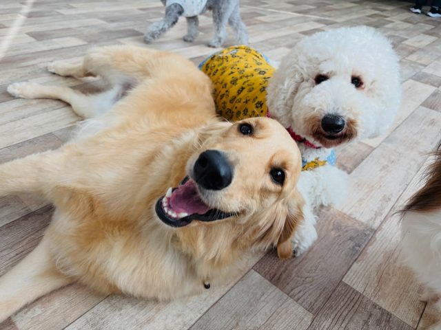 🐾

幸せー💕とそれぞれ大満喫！

🐾
#犬の幼稚園deepdog 
#プレイタイム
#mix
#スタンダードプードル
#仲良し