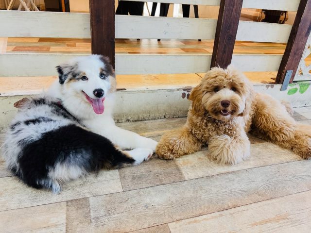 🐾

初対面でもすっかり意気投合♪

🐾

#犬の幼稚園deepdog 
#いぬのようちえん
#オーストラリアンシェパード 
#ラブラドゥードゥル