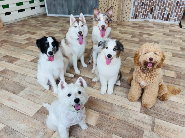 🐾

今日のパワフルチーム💪
新入生も混ざって賑やかな土曜日です！
ハッスルする時間だけではなく、しっかりお勉強です✏️

🐾
#犬の幼稚園deepdog 
#いぬのようちえん
#みんなお利口さん