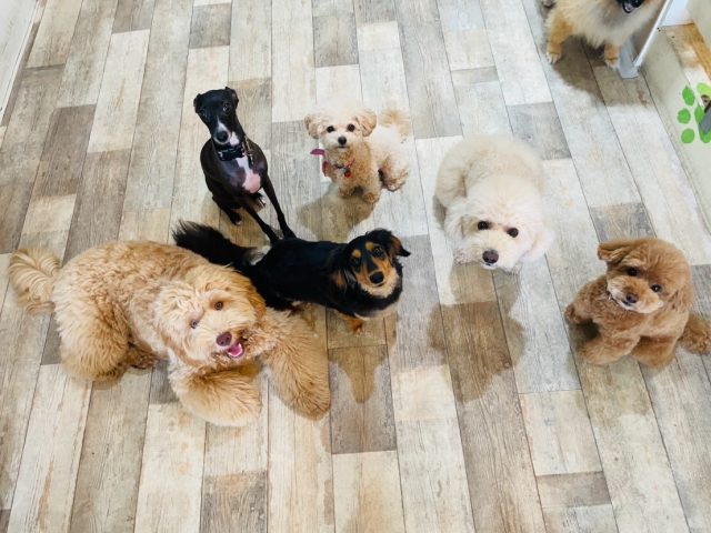 🐾

小さい子チームも元気いっぱい😊

🐾
#犬の幼稚園
#犬の幼稚園deepdog
