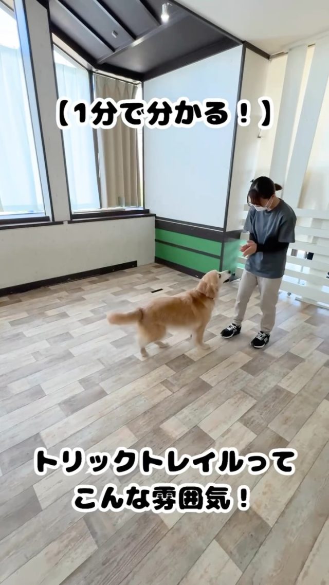 🐾

＼ ✨ トリックトレイル✨ ／
【絆がグッと深まる大チャンス🐾】
愛犬さんともっと仲良くなりたい、楽しくコミュニケーションをとりたい飼い主様必見！ 

今回は、トリックトレイルの初級レベルの内容を一部抜粋して動画でご紹介させていただきます🎥
まずはどんな雰囲気か、リール動画をご覧ください💕

今回は初級レベルの内容を一部抜粋してご紹介させていただきましたが、他にも基礎やトリックは盛り沢山♪

コミュトレにご参加いただいている飼い主様たちは、
動画内のサランちゃん(スタッフ犬)のように愛犬さんの
「楽しい！」という表情を引き出しながら和気あいあいと
レッスン中です🐾

来年度も開催予定ですので、ご不明点やご質問はスタッフまで♪

来年度のトリックトレイルに向けて、コミュトレ内での練習も、もちろん大歓迎です💪

🐾

#犬の幼稚園deepdog 
#いぬのようちえん
#トリックトレイル
#ゴールデンレトリバー