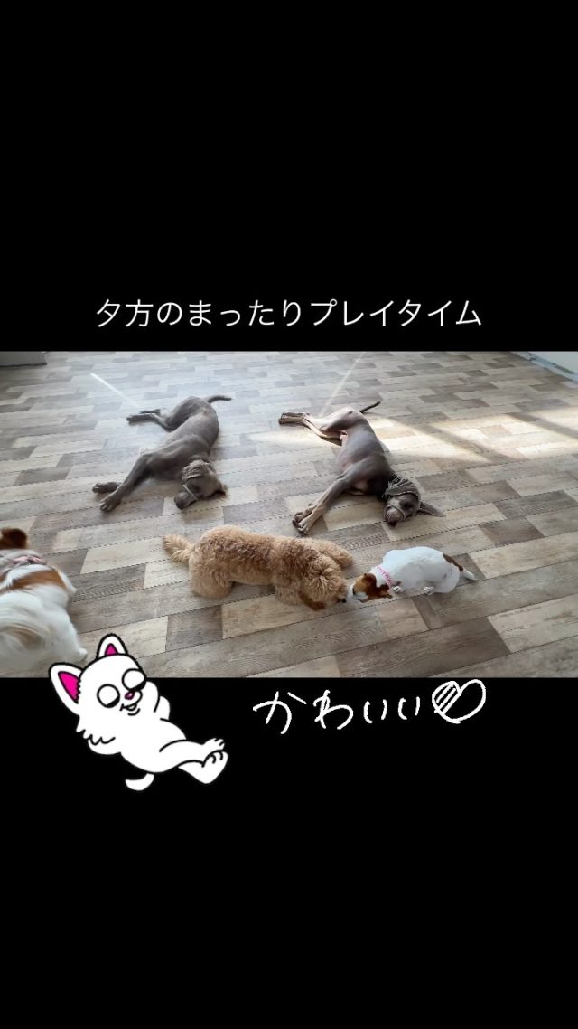 ・

夕方のまったりプレイタイム。

#犬の幼稚園 
#犬の幼稚園deepdog