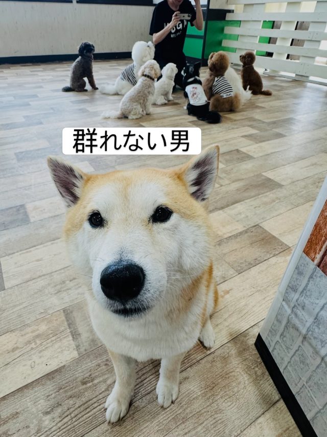 ・

ボクは群れない男なのだ。

#犬の幼稚園 
#犬の幼稚園deepdog 
#柴犬
