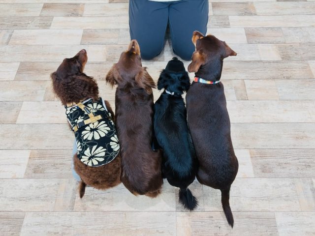 🐾

きゅっと体を寄せて集合です💕

🐾
#犬の幼稚園deepdog 
#ダックス
#チワックス
#プレイタイム