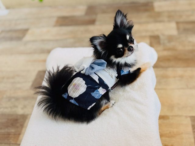 🐾
　
いつもと違うお洋服で登園をしてくれました👘
夏祭りの時期ですね🍉💕

🐾
#犬の幼稚園deepdog 
#かわいい
#夏祭り
#チワワ