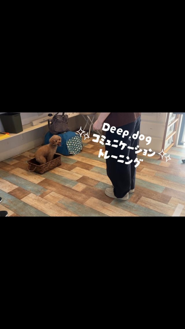 2026.7/24コミュトレ🐾
たくさんのご参加ありがとうございました🐶✨

次回8/9（日）もご予約受付中です💡
最新の空き状況はスタッフまでお問い合わせください🍀
⁡
#犬の幼稚園 
#いぬのようちえん