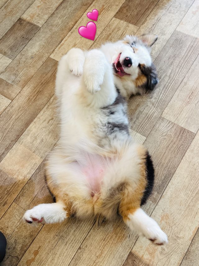 🐾

トレーニング後もスタッフに「撫でてー」とアピール✨
至福の時間を満喫中です💕

🐾
#犬の幼稚園deepdog
#いぬのようちえん
#オーシー
#オーストラリアンシェパード