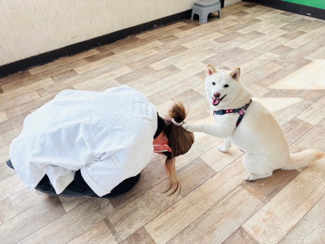 .

愛を感じる優しいツッコミでした🐾

.
#deepdog犬の幼稚園 
#トリック 
#ツッコミ 
#なんでやねん 
#柴犬