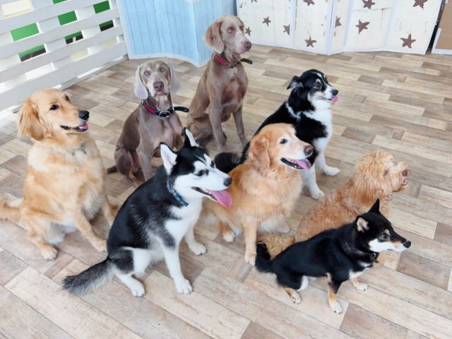 🐾

チロルくんー！前を見てください🤣
注目成功バージョンは次の投稿をチェック🤭

🐾
#犬の幼稚園deepdog 
#ワイマラナー
#大型犬
#プレイタイム