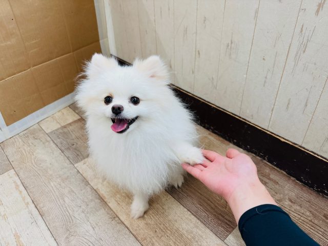 🐾

簡単な動作に見えても実際は勇気がいる事だったり、1歩が中々踏み出せない子は沢山います。
レベルアップしていくペースは犬それぞれ😌
やってみたら大丈夫だった！出来た！という経験作りをお手伝いすると…
表情や動きにも自信が出て、大成長のミルクくんです✨

🐾
#犬の幼稚園deepdog 
#ポメラニアン
#おて
#ドッグトリック