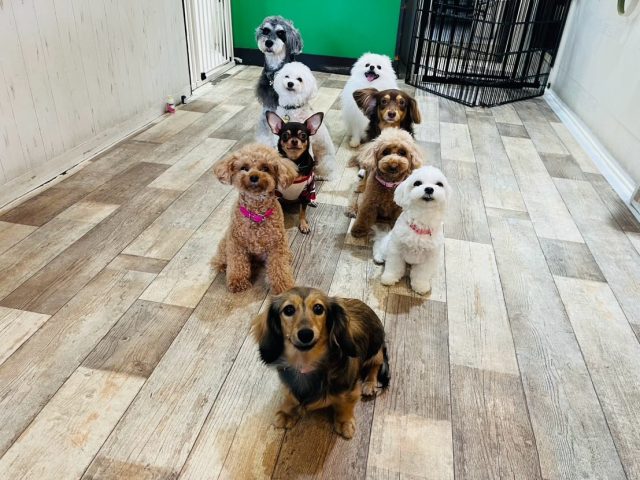 🐾

大きい子と小さい子に分かれて、背の順に整列😆
みんなとてもお利口さん✨

🐾
#犬の幼稚園deepdog 
#大型犬
#小型犬
#プレイタイム