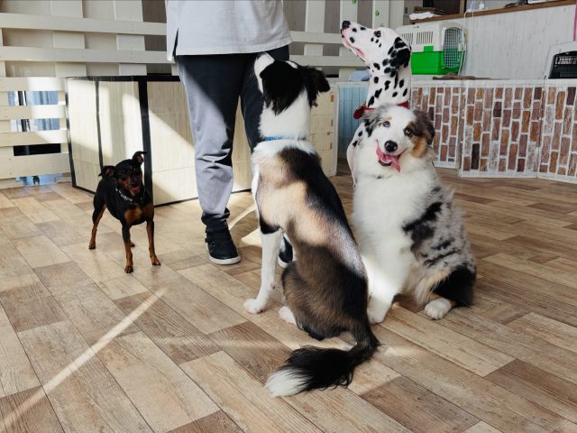 🐾

前を見てくださいー😆

🐾
#犬の幼稚園deepdog 
#オーシー
#ボーダーコリー
#ダルメシアン
#ピンシャー