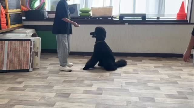 2026.8/9 コミュトレ🐾
本日もご参加ありがとうございました✨

次回9/27のご予約もお待ちしております🌼
最新の空き状況はスタッフまでお問い合わせください💡
⁡
#犬の幼稚園 
#犬の幼稚園deepdog
