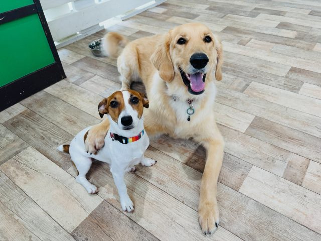 🐾

自然と肩を組む仲です🥰

🐾
#犬の幼稚園deepdog 
#mix
#ジャックラッセルテリア