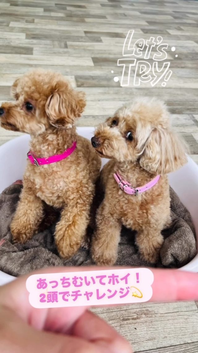 .

あっち向いて〜………

ほいっ！☝️

#犬の幼稚園deepdog 
#プードル 
#仲良し姉妹 
#あっち向いてホイ 
#dogtrick