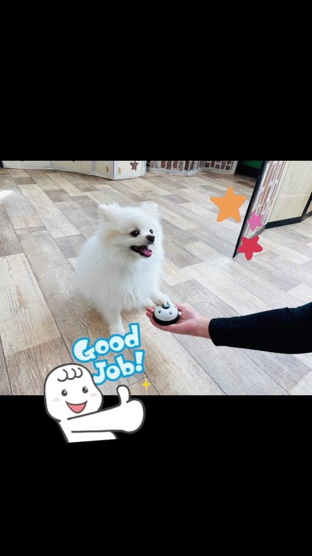 🐾

幼稚園生が成長する姿に、いつもたくさんの勇気をもらいます✨
最初は手を前に出すのさえ「どうしようかな…」となかなか1歩を踏み出せなかった幼稚園生のミルクくん。

幼稚園だけではなく、お家でも飼い主様と一緒にコツコツ練習を本当に頑張ってくれました！
その積み重ねが実を結び、今ではこんなにキラキラした表情で動けるようになっています👏✨

歩むペースは、わんちゃんそれぞれの個性があります。
早い・ゆっくりに正解はなく、みんな違って当たり前😊
だからこそ、周りと比べなくて大丈夫です。
プレッシャーになってしまわないように…！焦りは禁物です。

「できた！」という自信を少しずつ育めるよう、スタッフが全力で優しく寄り添いサポートさせていただいております🍀

飼い主様もぜひ、愛犬の「今日のできた」を見つけて温かく褒めてあげてくださいね。
小さな一歩だったとしても一緒に喜べる時間こそが、わんちゃん達の一番の安心とパワーになります💕

🐾
#犬の幼稚園deepdog
#ポメラニアン
#ドッグトリック
#練習大好き