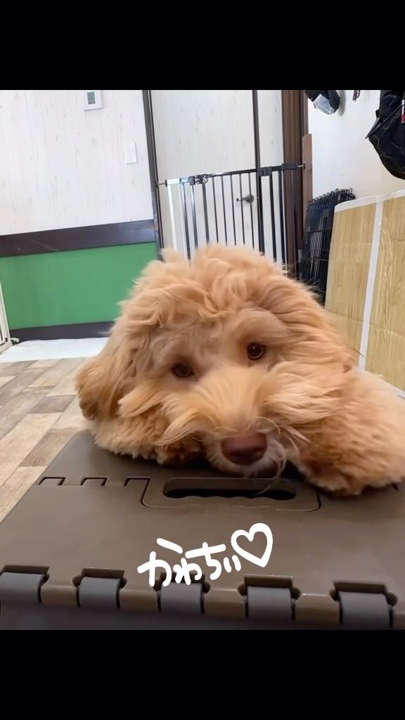 ・

可愛いトリック完成💕

#犬の幼稚園 
#犬の幼稚園deepdog